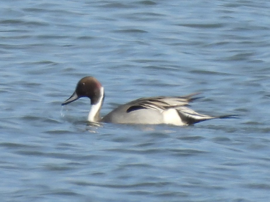 Spießente - ML644321574