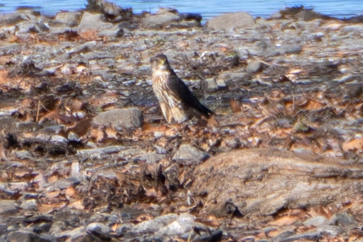 Merlin - ML644321575