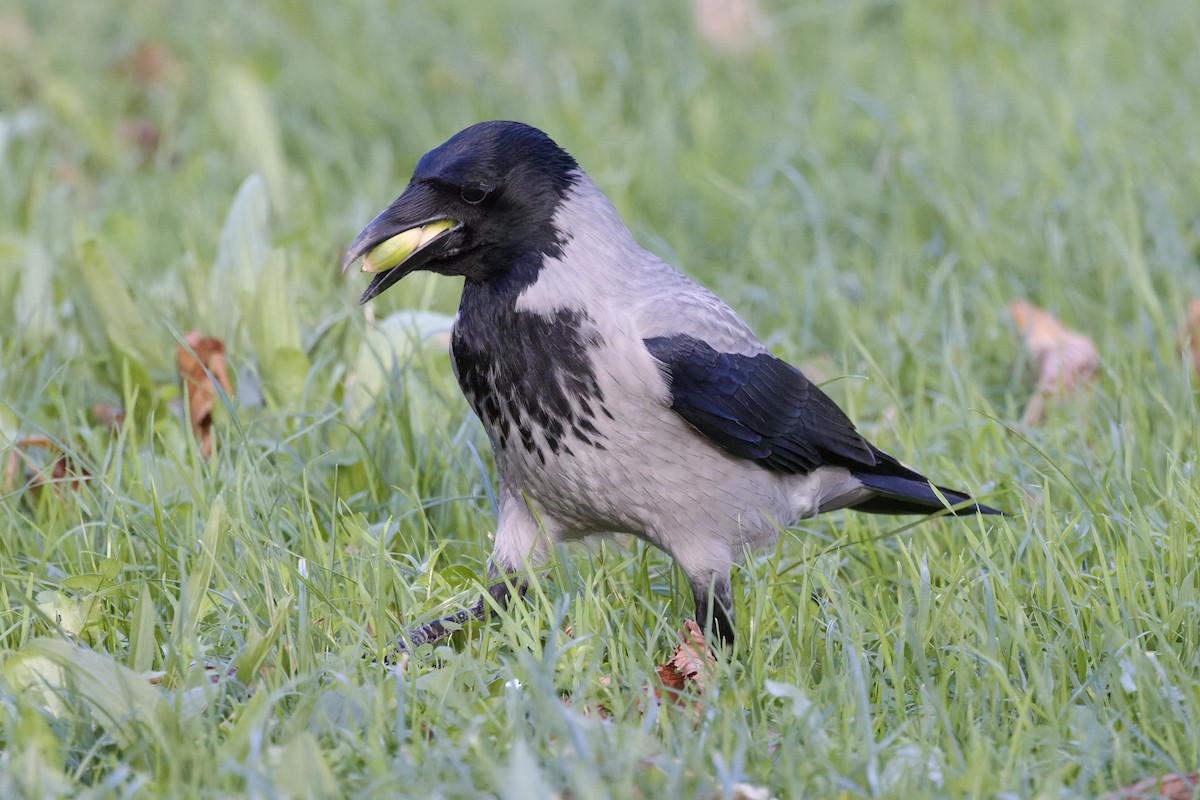 Nebelkrähe - ML644321576