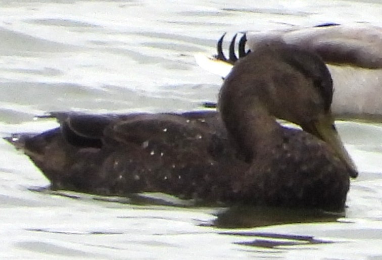 Dunkelente - ML644321577