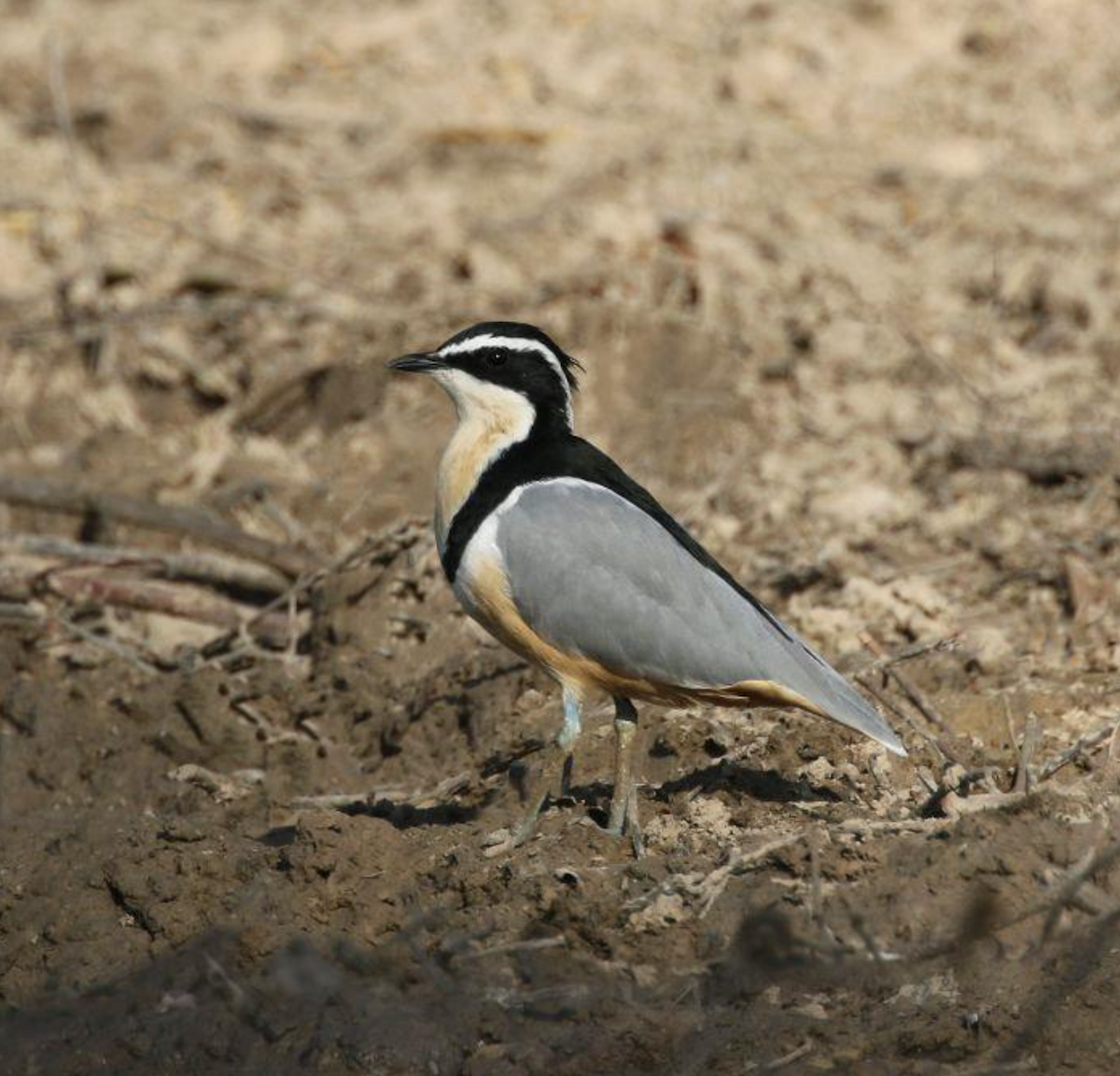 Krokodilwächter - ML644321578