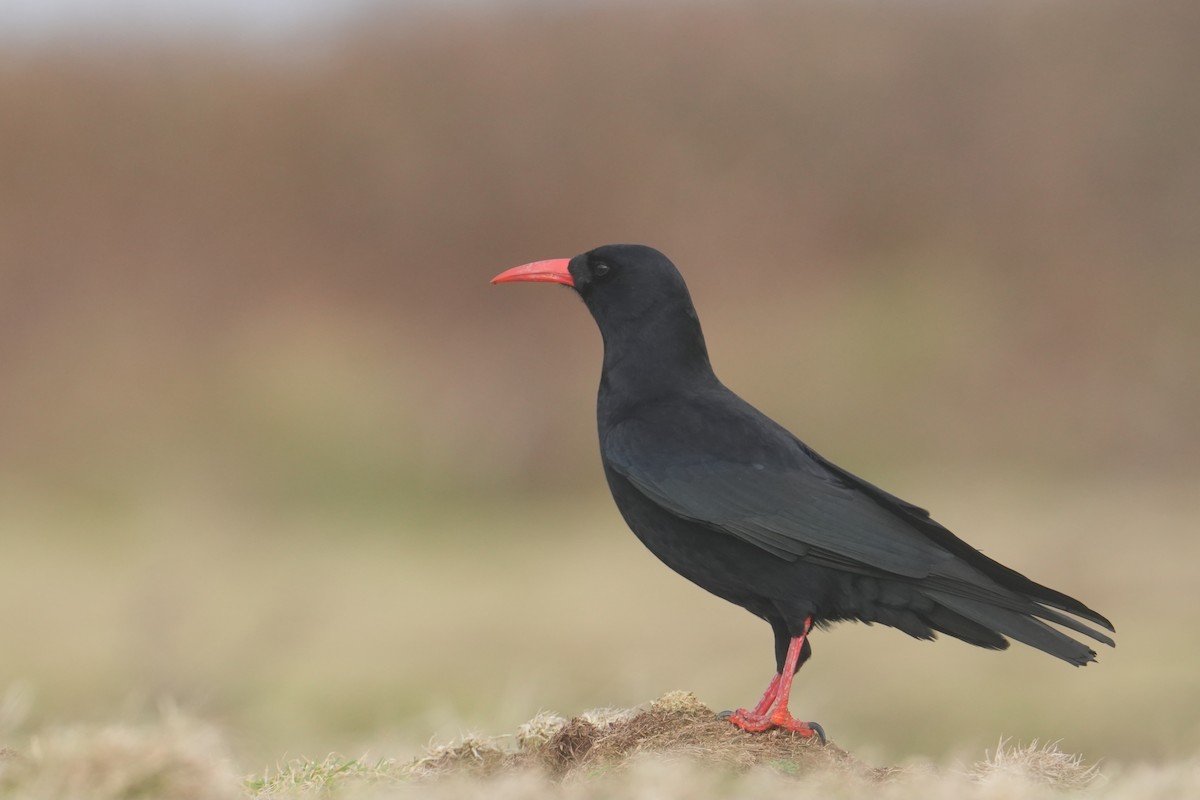 Red-billed Chough (Red-billed) - ML644321582