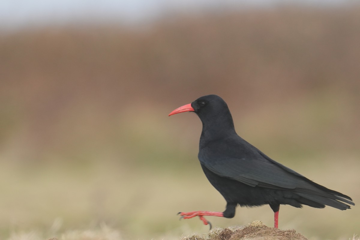 Red-billed Chough (Red-billed) - ML644321583
