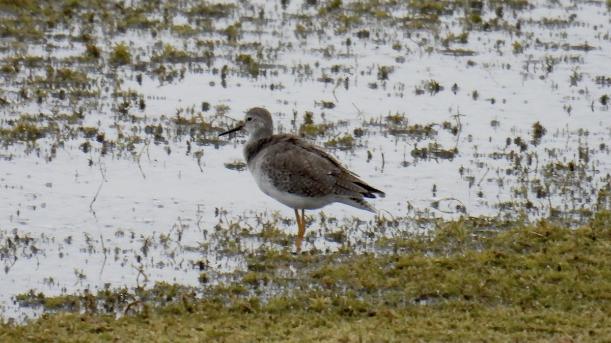 Gelbschenkel - ML644321584