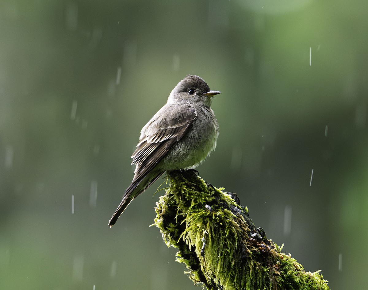 Western Wood-Pewee - ML644321587