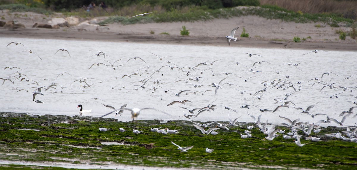 Snowy-crowned Tern - ML644321594