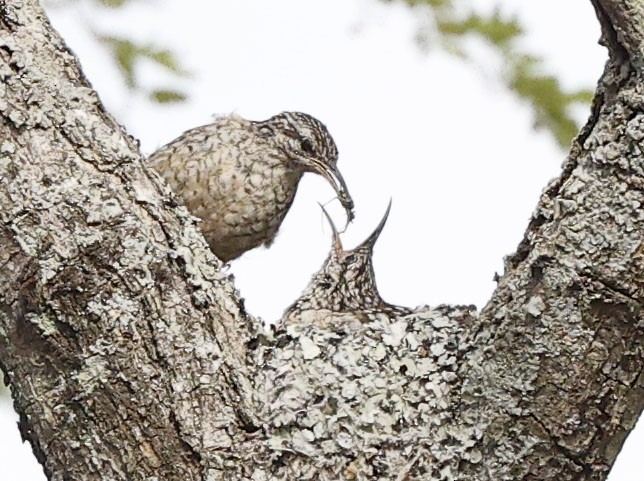 African Spotted Creeper - ML644321596