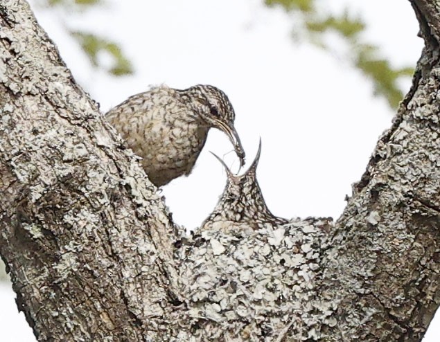 African Spotted Creeper - ML644321597