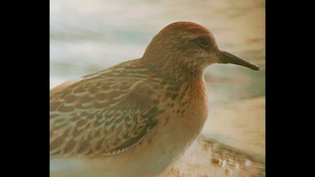 尖尾濱鷸 - ML644321609