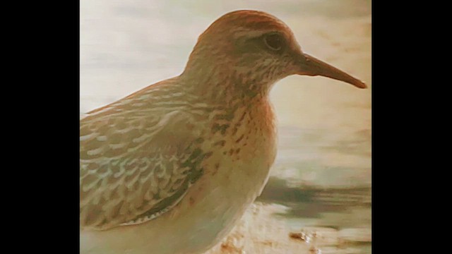 尖尾濱鷸 - ML644321610