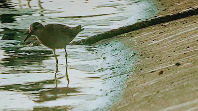 尖尾濱鷸 - ML644321611