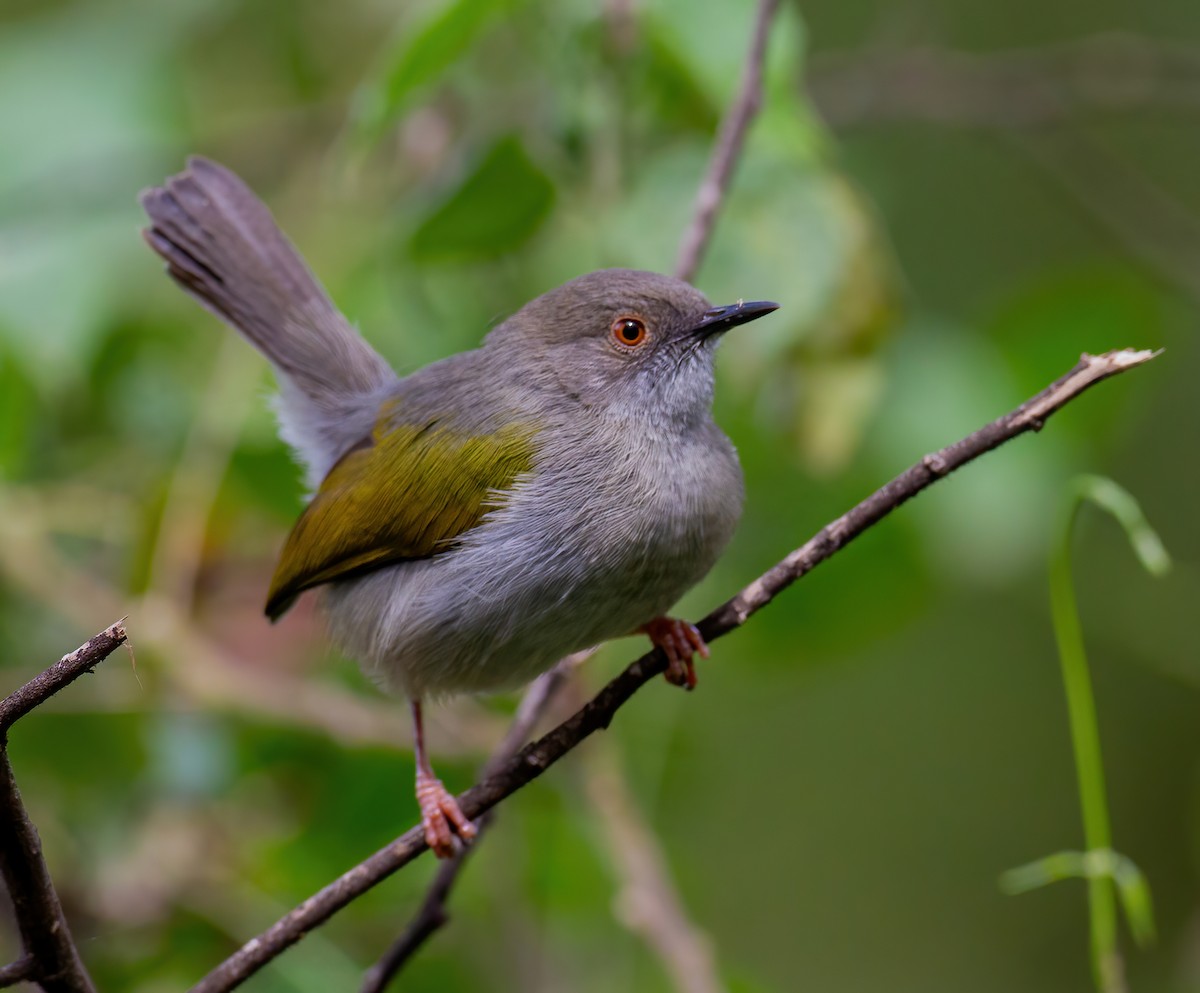 Yeşil Sırtlı Kamaropter [brevicaudata grubu] - ML644321633