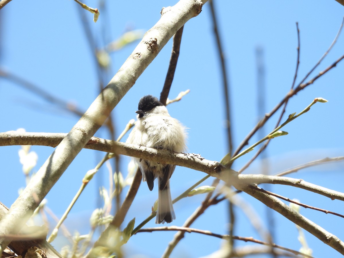 Kayın Baştankarası - ML644321634