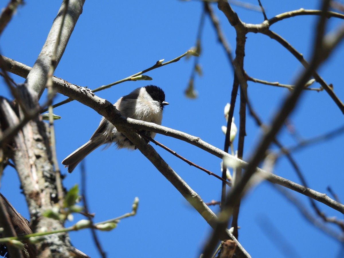 Kayın Baştankarası - ML644321636