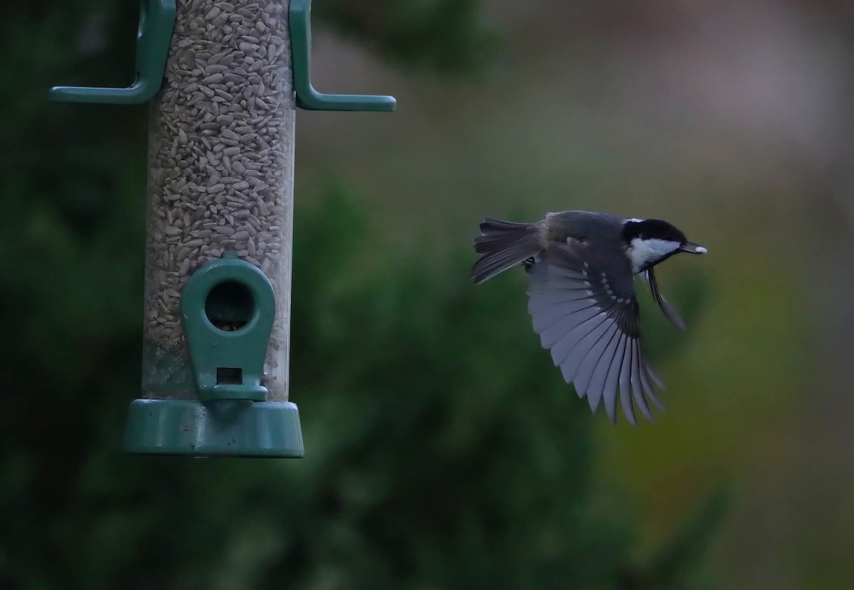 ヒガラ - ML644321674