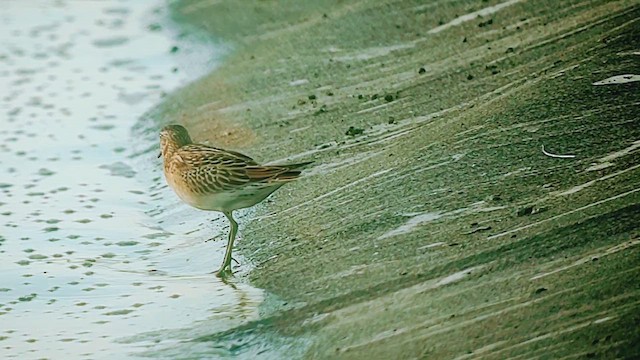 尖尾濱鷸 - ML644321681