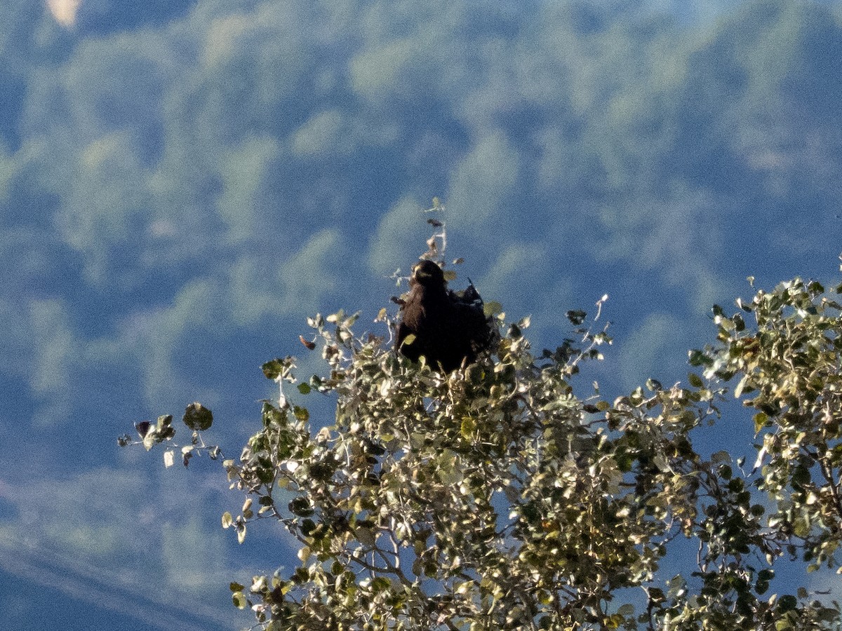 Greater Spotted Eagle - ML644321704