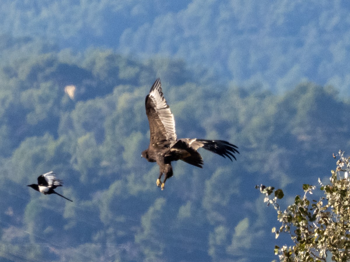 Greater Spotted Eagle - ML644321705