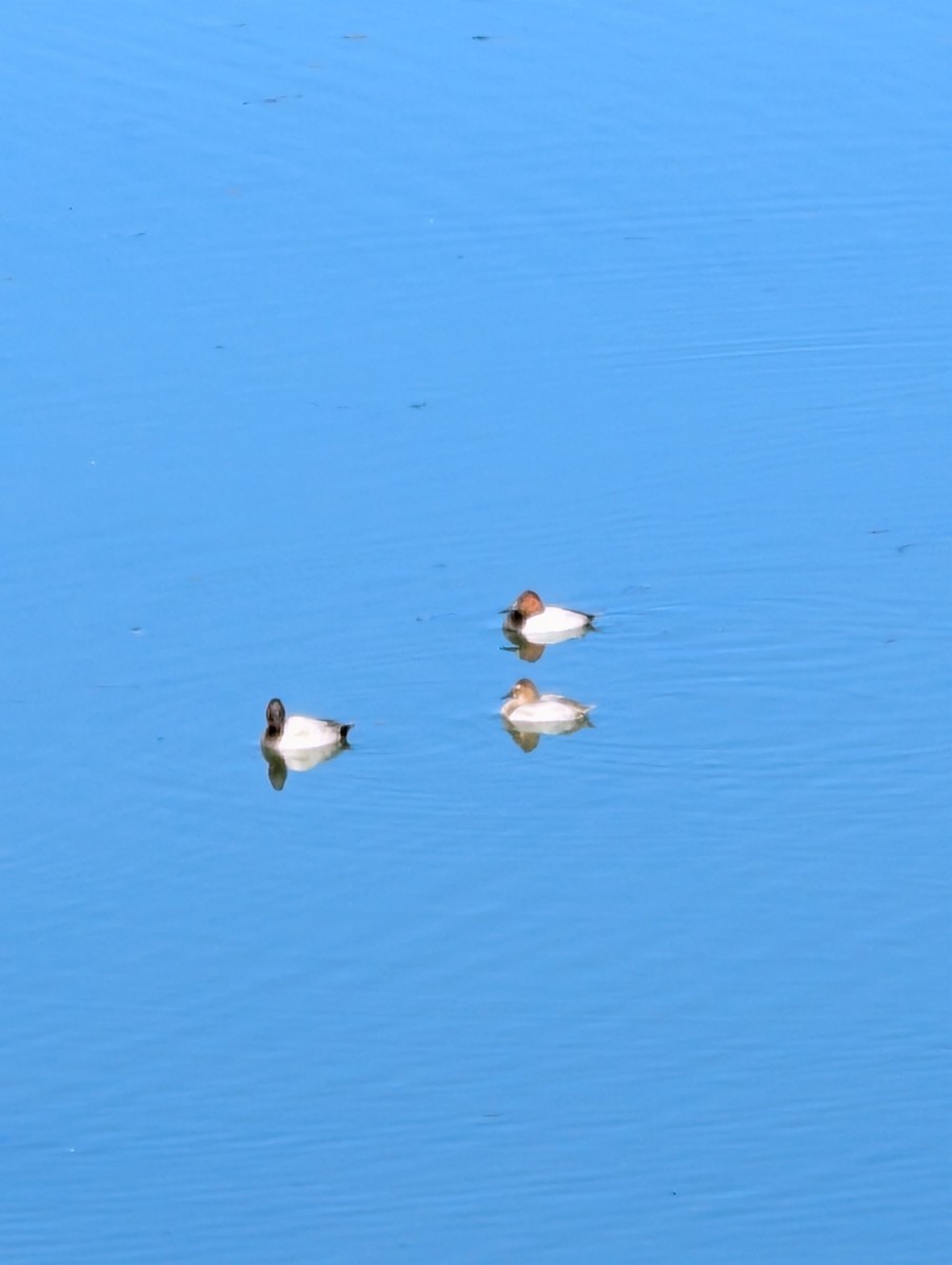 Fuligule à dos blanc - ML644321721