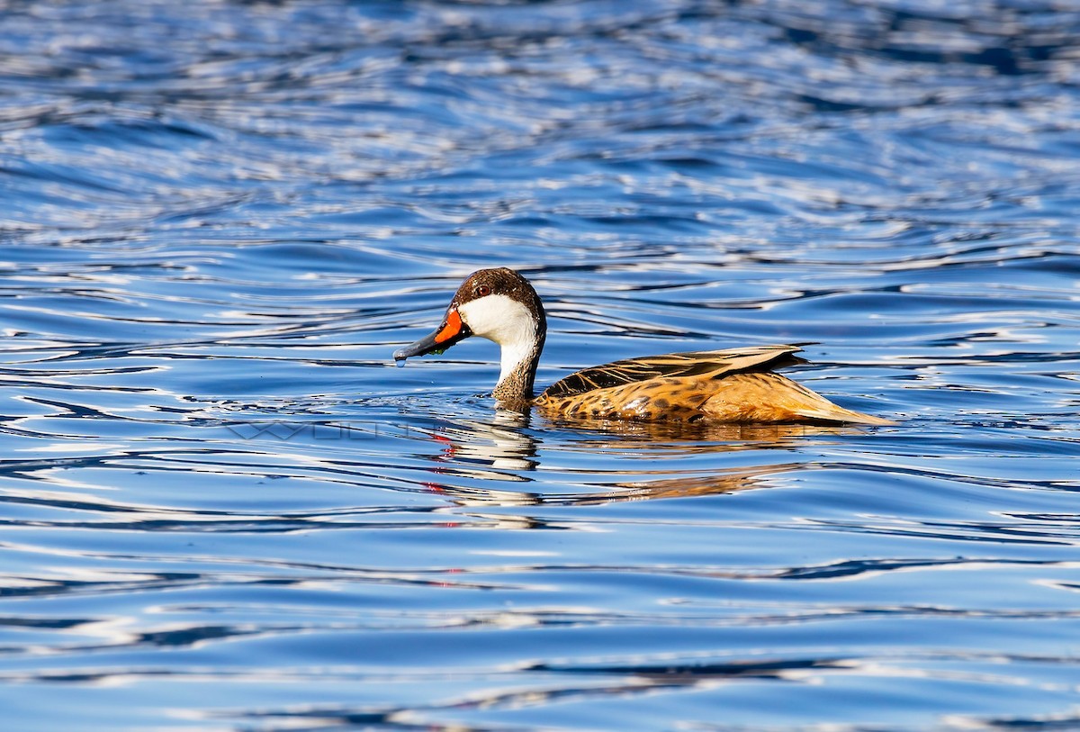 ostralka bělolící (ssp. bahamensis/rubrirostris) - ML644321724