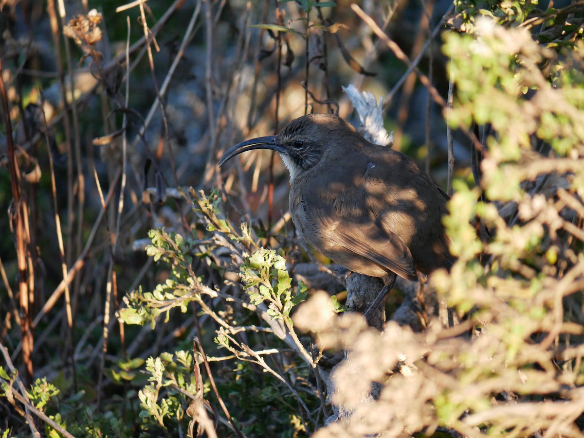 Kalifornienspottdrossel - ML644321730