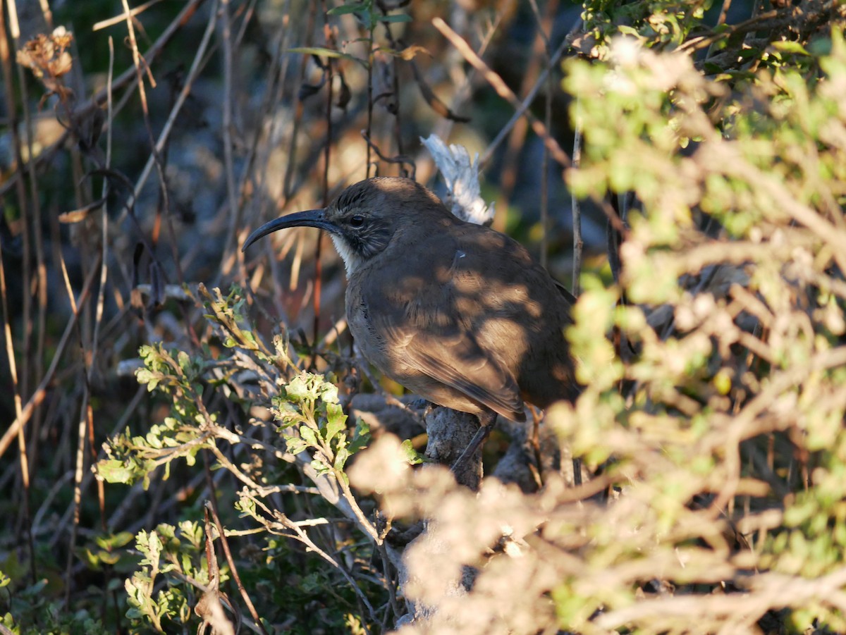 Kalifornienspottdrossel - ML644321731