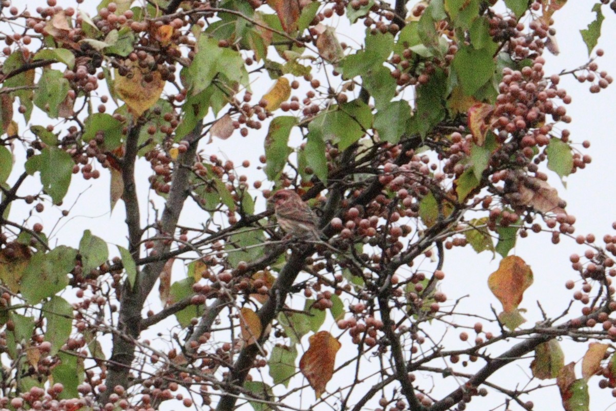 purpurfink - ML644321804