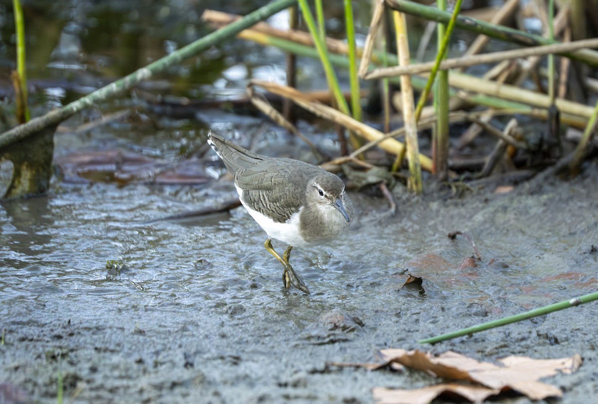 アメリカイソシギ - ML644321820