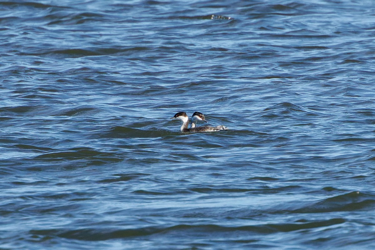 Horned Grebe - ML644321831