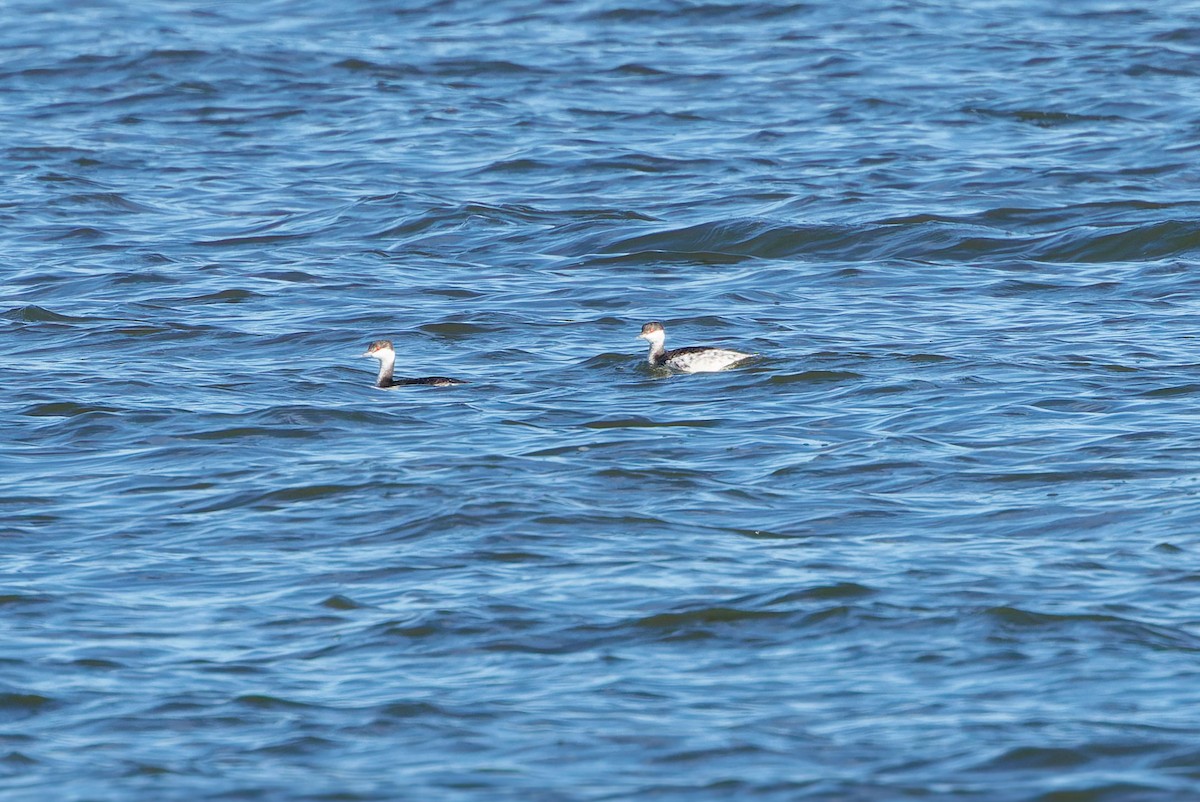 Horned Grebe - ML644321832