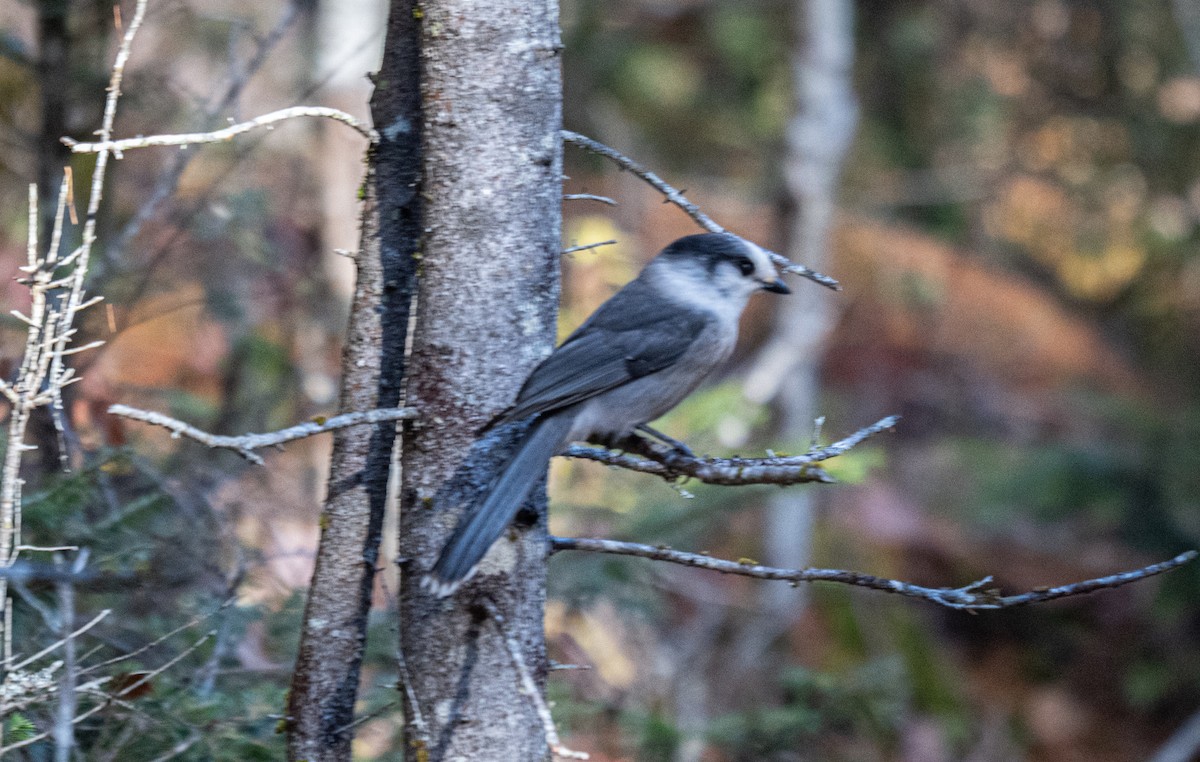 カナダカケス - ML644321847