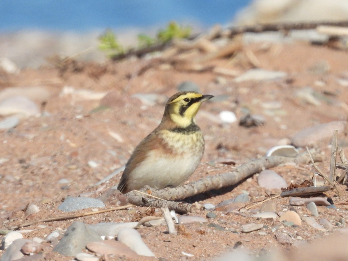 Alondra Cornuda - ML644321858