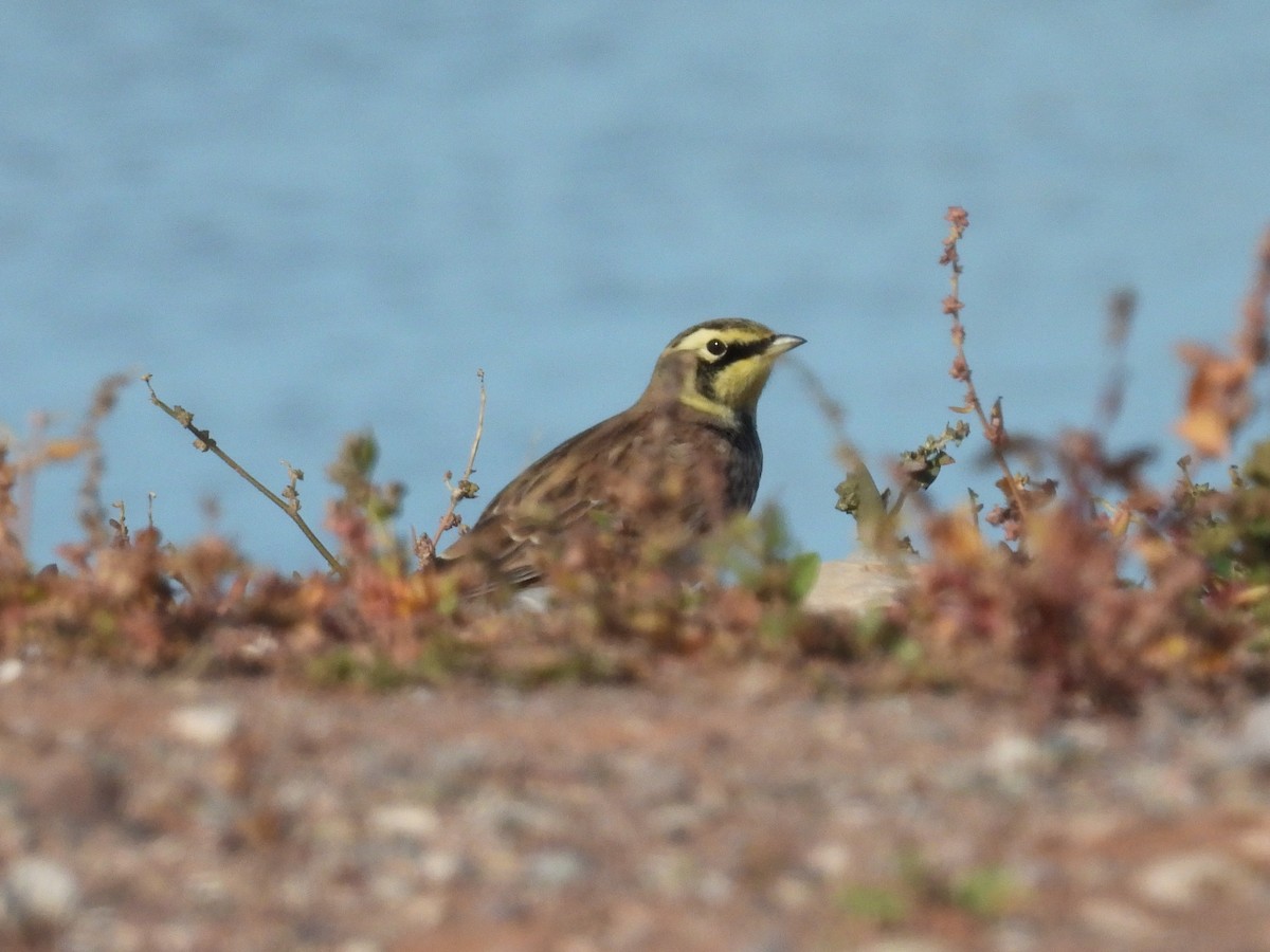 Alondra Cornuda - ML644321859