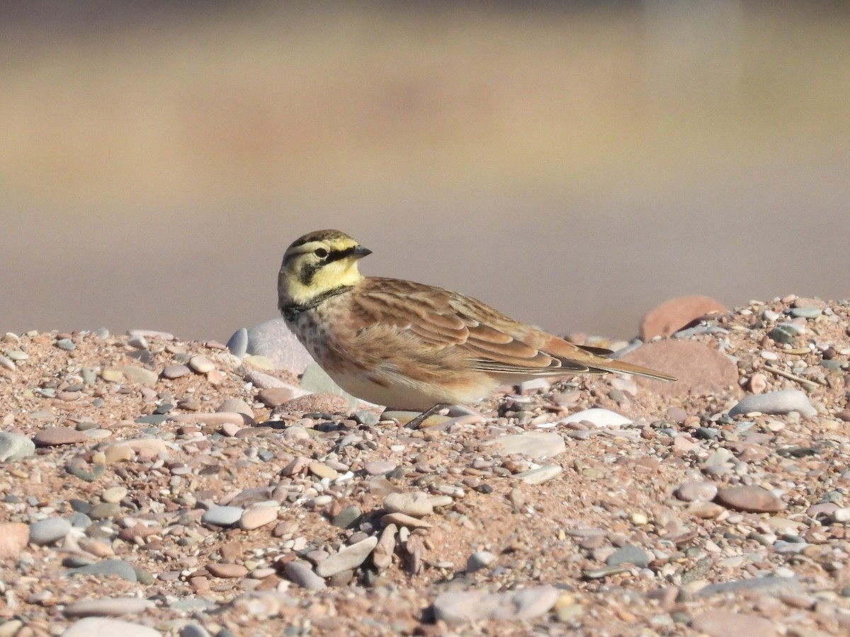 Alondra Cornuda - ML644321860