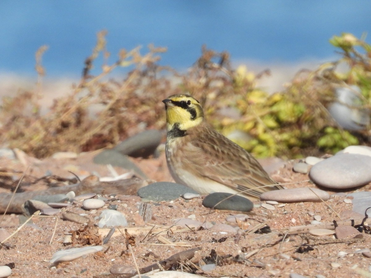 Alondra Cornuda - ML644321861