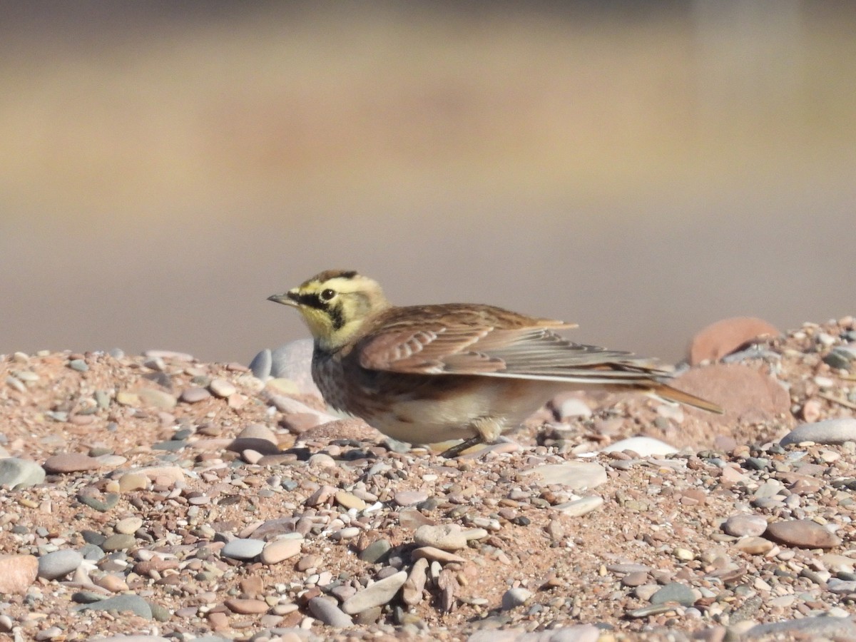 Alondra Cornuda - ML644321863