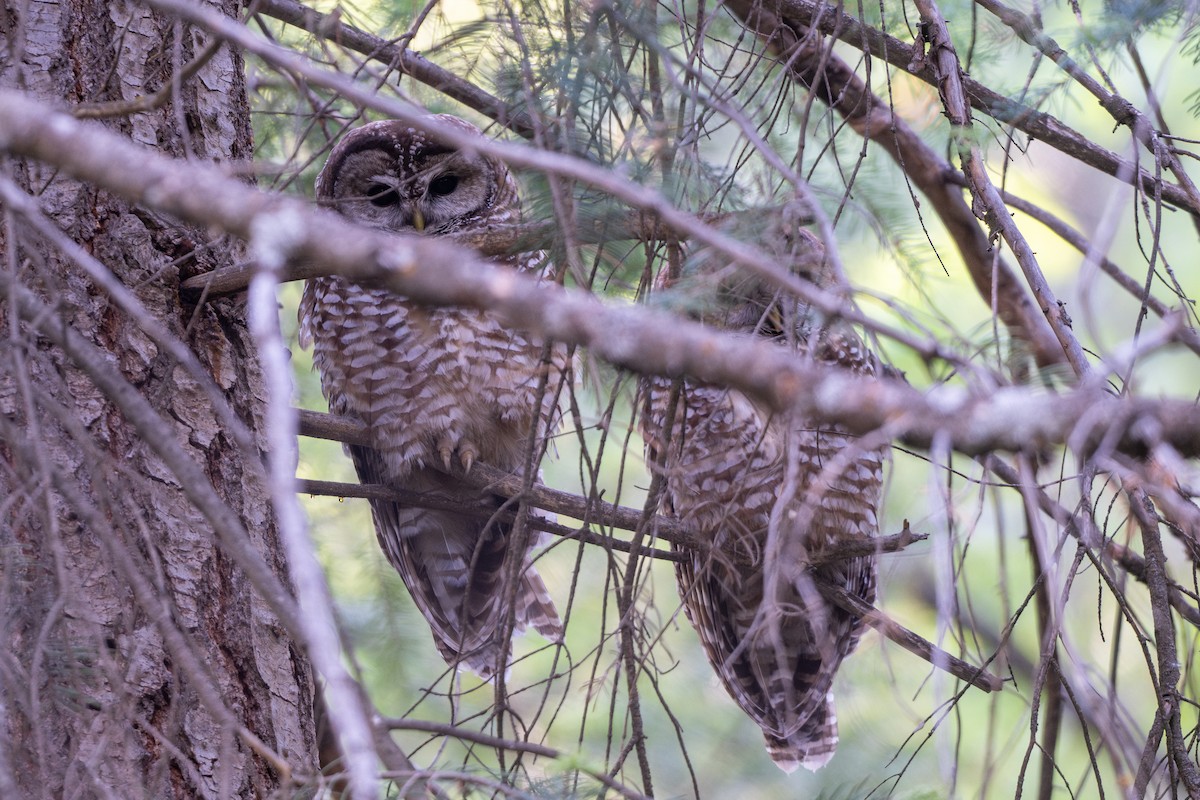 Chouette tachetée - ML644321866