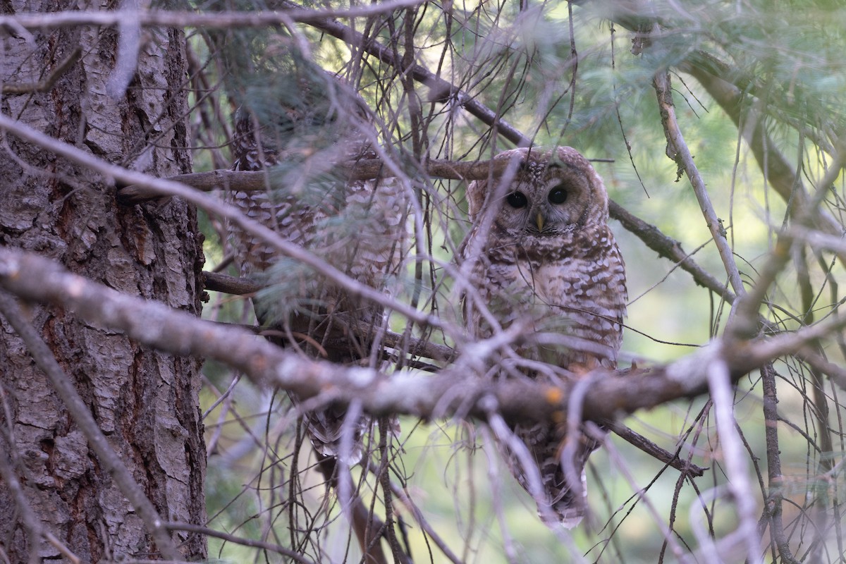 Chouette tachetée - ML644321875