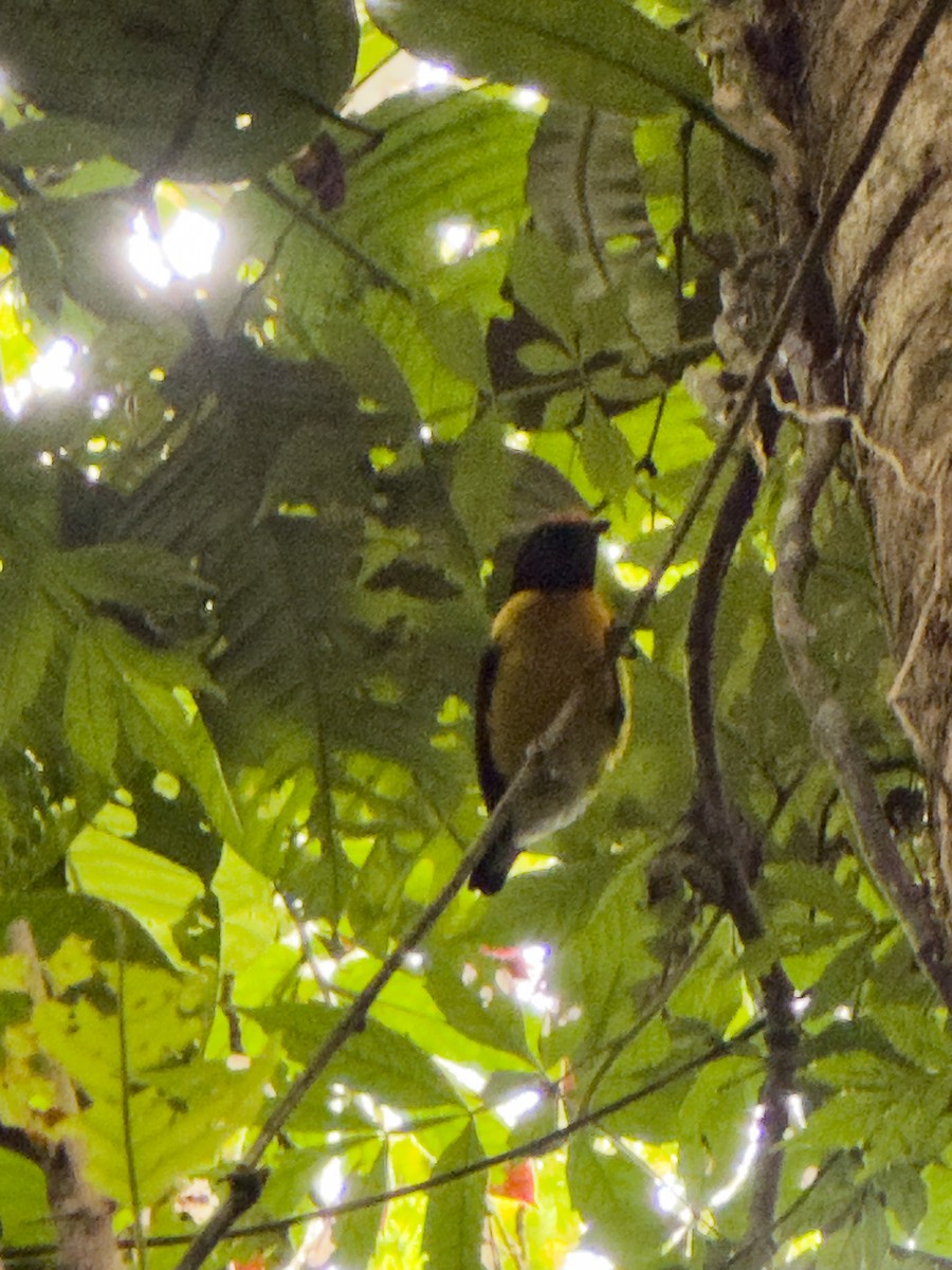 Tawny-capped Euphonia - ML644321878