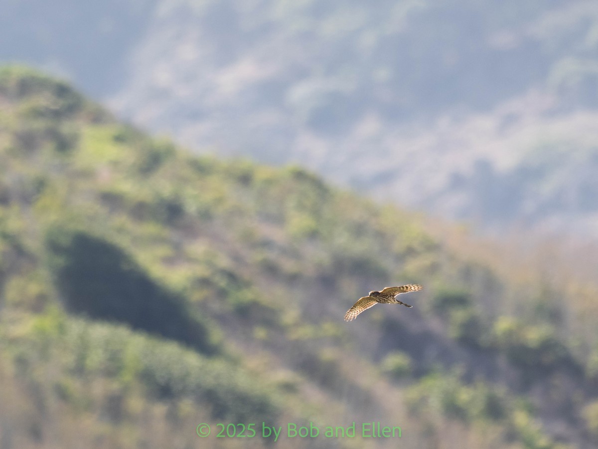 krahujec americký - ML644321910