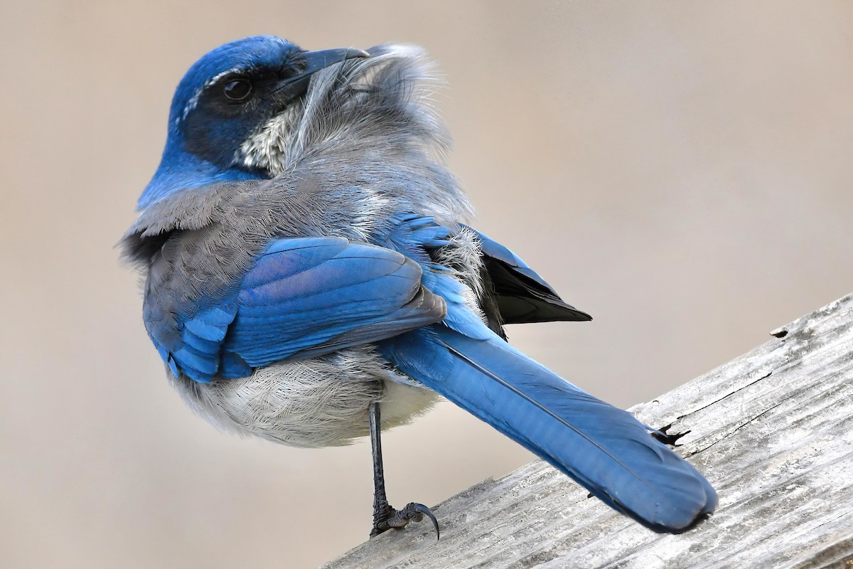 Chara de Santa Cruz - ML644321912