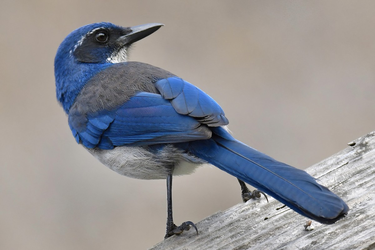 Chara de Santa Cruz - ML644321913