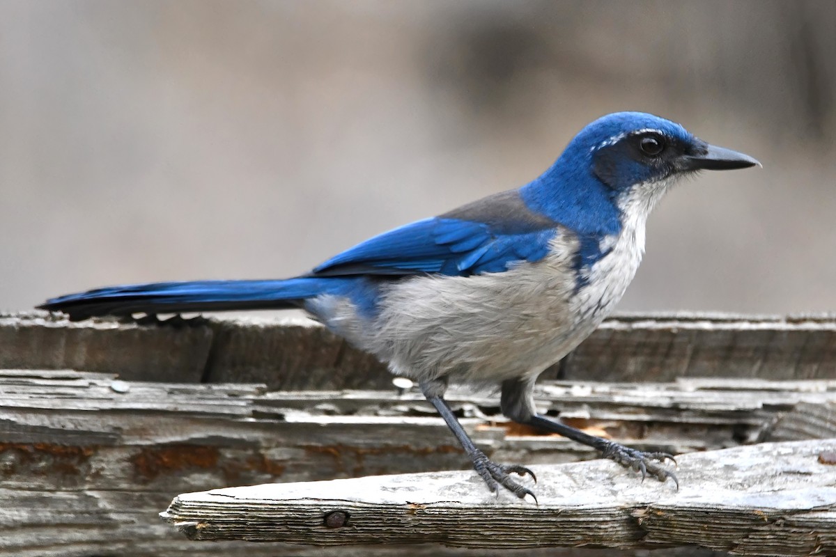 Chara de Santa Cruz - ML644321914