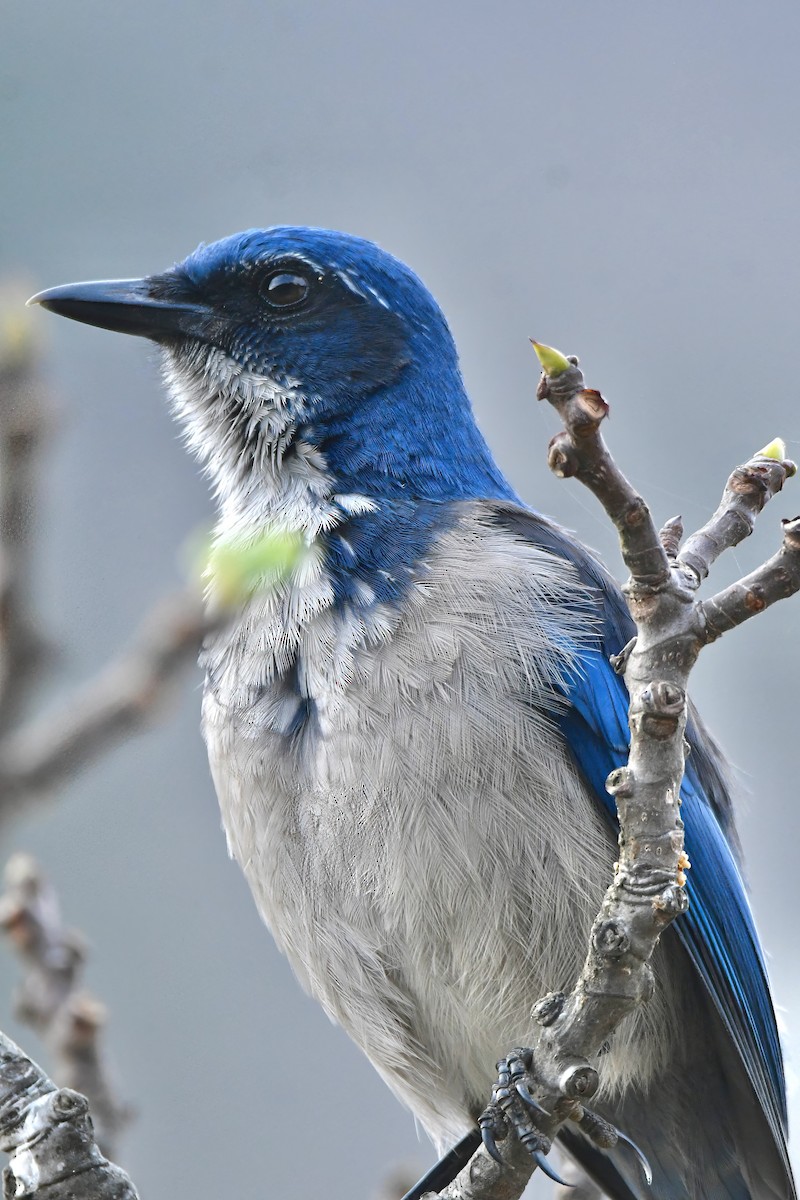 Chara de Santa Cruz - ML644321915