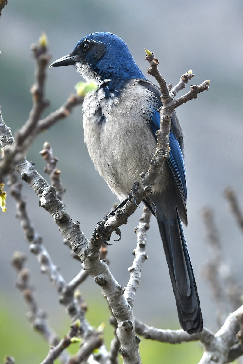 Chara de Santa Cruz - ML644321932