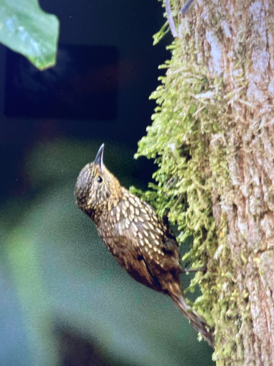 Hellkehl-Stachelschwanz - ML644321940