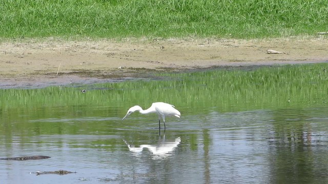 Reddish Egret - ML644321949