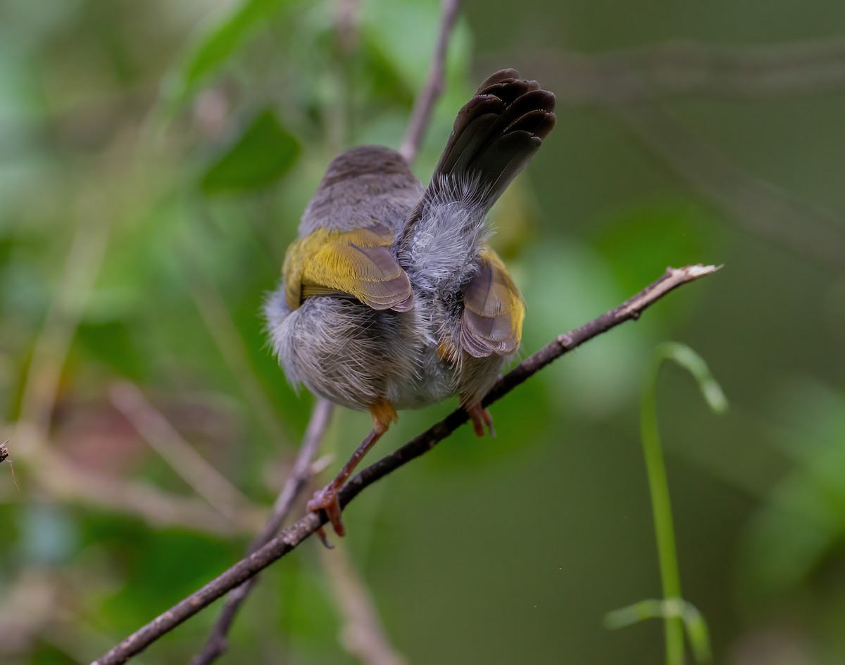Yeşil Sırtlı Kamaropter [brevicaudata grubu] - ML644321983