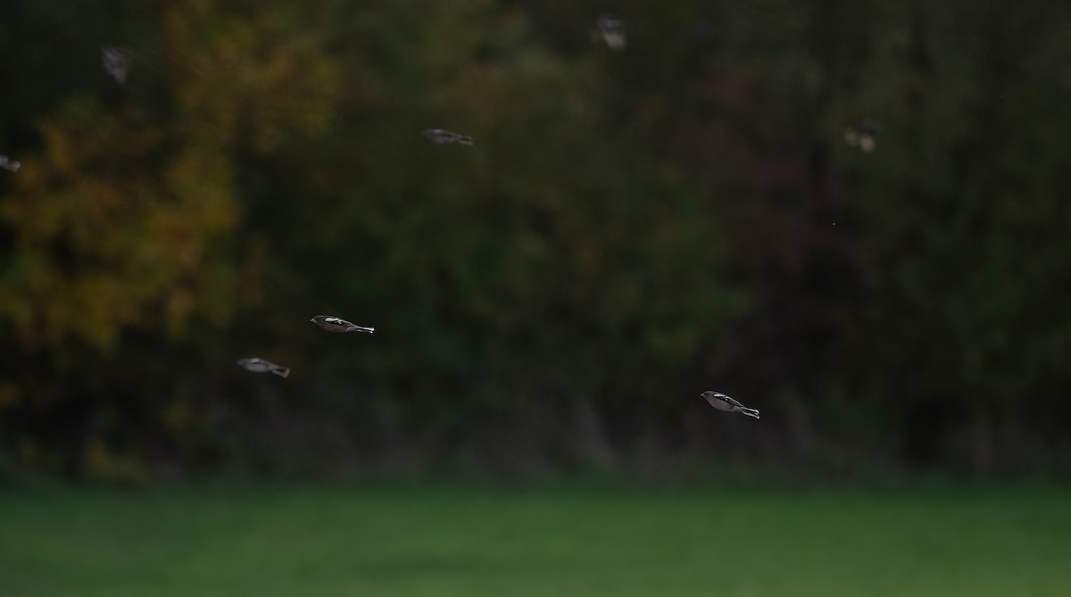 Зяблик звичайний - ML644321988