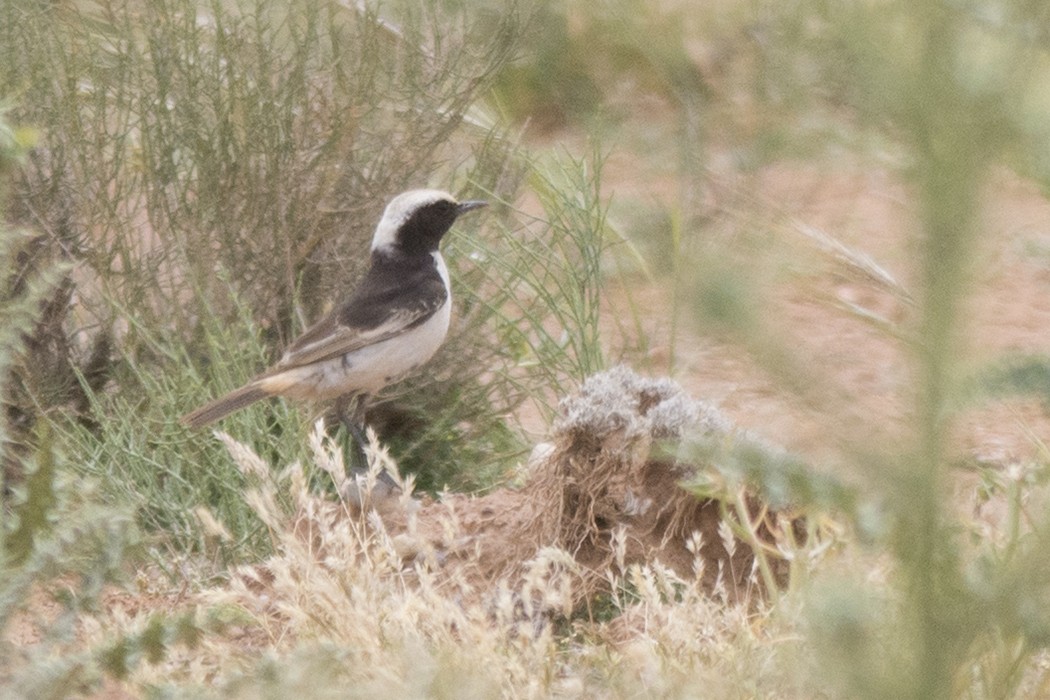Red-rumped Wheatear - ML644321999